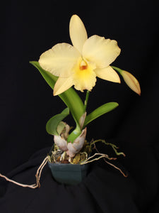 Pot. Paxton Brooks 'Orange Surprise' x Laelia rubescens (aurea x alba)