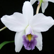 Load image into Gallery viewer, Laelia anceps var. veitchiana &#39;Fort Caroline&#39; AM/AOS *DIVISION A*