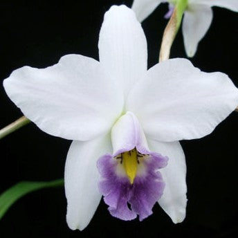 Laelia anceps var. veitchiana 'Fort Caroline' AM/AOS *DIVISION C*