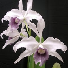 Load image into Gallery viewer, **COMMUNITY TRAY** Laelia purpurata var. werkhauseri