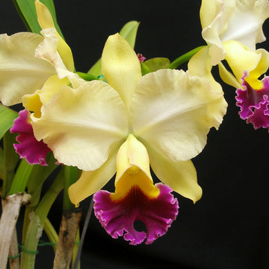 Blc. Phillip Bedenbaugh