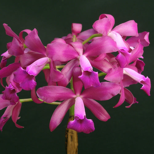 Cattleya loddigesii var. harrisoniae x Cattleya Bactia *Larger Size*