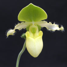 Load image into Gallery viewer, **COMMUNITY TRAY** Paphiopedilum Avalon Mist