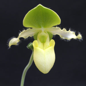 **COMMUNITY TRAY** Paphiopedilum Avalon Mist