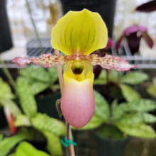 Load image into Gallery viewer, Paphiopedilum Avalon Mist (Pink)