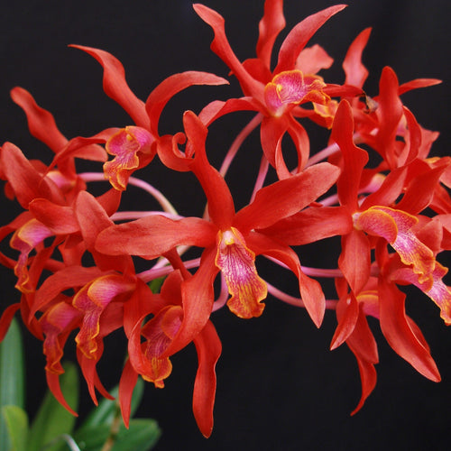 Schombolaeliocattleya Newberry Lava Burst