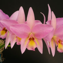 Load image into Gallery viewer, Lc. (Spring Imp x anceps) &#39;Newberry&#39; *DIVISION*