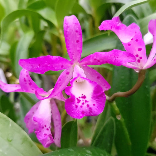 Brassocattleya Taiwan Mermaid 'STK'