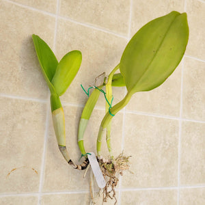 Cattleya warneri var. alba *DIVISION*