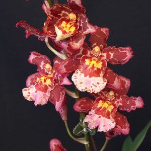 Wilsonara Eye Candy -Oncidium Orchid