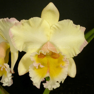 Blc. (Owen Holmes x George King) 'Picotee'