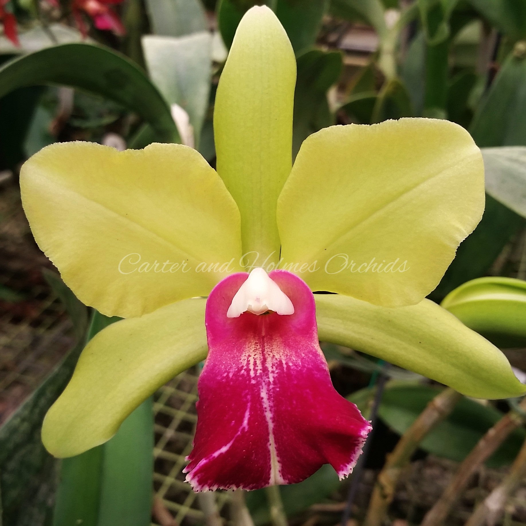 Vanilla planifolia Care Sheet – Carter and Holmes Orchids