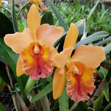 Load image into Gallery viewer, Blc. Waianae King &#39;Kosaki&#39;  x Blc. Waianae King &#39;Orchidheights&#39; AM/AOS