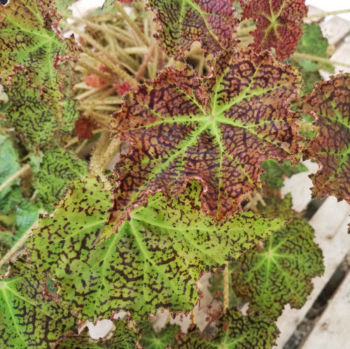 Begonia 'Deco Checks'