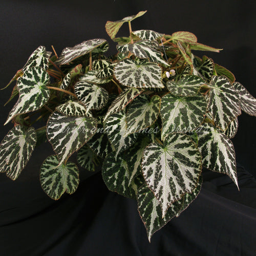 Begonia 'Emerald Jewel'