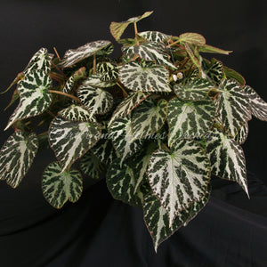 Begonia 'Emerald Jewel'