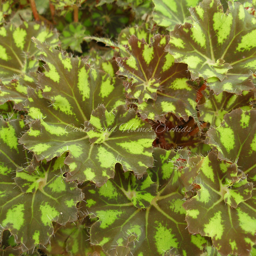 Begonia 'Tiger Kitten'