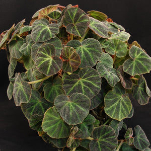 Begonia soli-mutata  *Rare species*