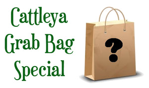 Cattleya Grab Bag Special- 5 Plants