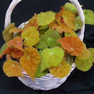 Begonia 'Autumn Embers'