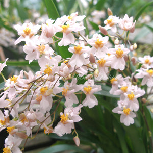 Oncidium Tsiku Marguerite  *In Spike*